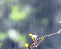 如果今夜降雨